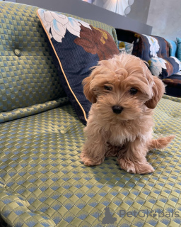 Photo №3. 5 chiots CuteTeacupMaltipoo disponibles Femelle enregistrée auprès de l'AKC. Allemagne