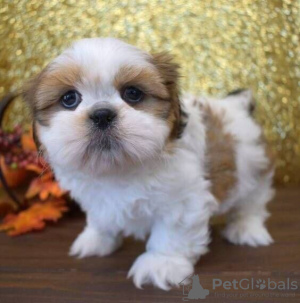 Photo №2 de l'annonce № 111503 de la vente shih tzu - acheter à Fédération de Russie 