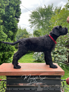 Photos supplémentaires: Chiots Schnauzer Géant (3 mois)