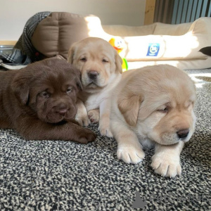 Photo №1. labrador retriever - à vendre en ville de Luxembourg | négocié | Annonce №168241