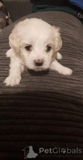 Photo №4. Je vais vendre bichon à poil frisé en ville de Jáchymov. annonce privée, éleveur - prix - 650€