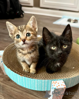 Photo №1. chat de gouttière - à vendre en ville de Munich | 40€ | Annonce № 150622