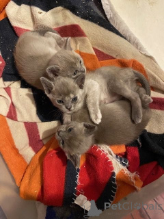 Photo №2 de l'annonce № 160652 de la vente burmese - acheter à Lituanie annonce privée