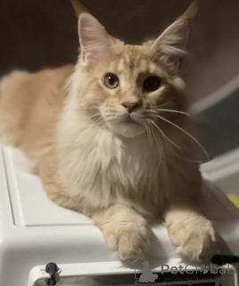 Photo №1. maine coon - à vendre en ville de Baden-Baden | 965€ | Annonce № 163185