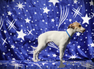 Photo №3. Chiots whippet disponibles. Serbie