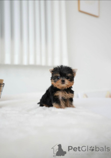 Photo №3. Ces petites mignonnes ont de belles marques. La finlande