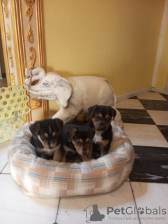 Photo №2 de l'annonce № 130365 de la vente chien bâtard - acheter à Biélorussie annonce privée