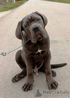 Photo №4. Je vais vendre cane corso en ville de Žitište.  - prix - négocié