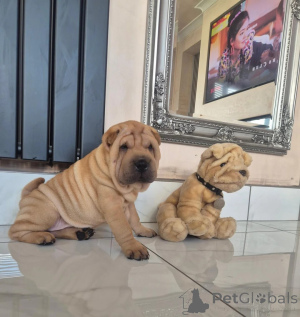 Photo №1. shar pei - à vendre en ville de Birlenbach | 350€ | Annonce №178881