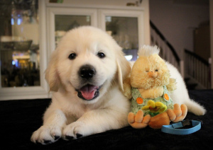 Photos supplémentaires: Chiots GOLDEN RETRIEVER