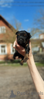 Photo №1. yorkshire terrier - à vendre en ville de Meljine | 750€ | Annonce №163328