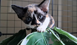 Photo №2 de l'annonce № 160322 de la vente devon rex - acheter à Allemagne éleveur