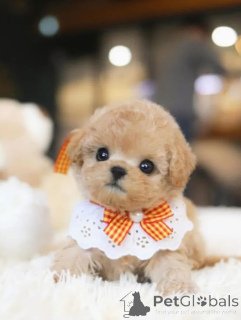 Photo №2 de l'annonce № 167930 de la vente caniche royale - acheter à Emirats Arabes Unis éleveur