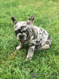 Photo №3. Chiots Bouledogue Français festifs à vendre. Allemagne