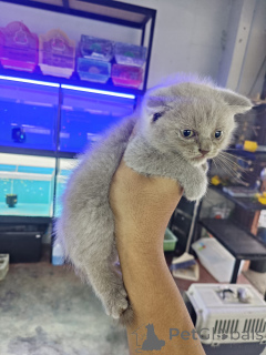 Photo №1. scottish fold - à vendre en ville de Anderu | 530€ | Annonce № 172074