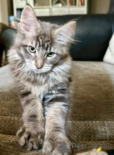 Photo №1. maine coon - à vendre en ville de OSLO | 900€ | Annonce № 160421