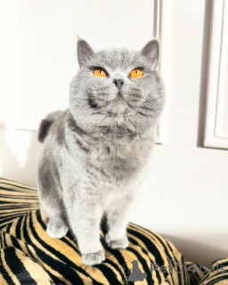 Photo №1. british shorthair - à vendre en ville de Biefeld | négocié | Annonce № 169920