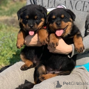 Photo №2 de l'annonce № 158823 de la vente rottweiler - acheter à Pays Bas annonce privée