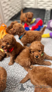 Photo №1. caniche (jouet) - à vendre en ville de Düsseldorf | négocié | Annonce №152579
