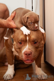 Photos supplémentaires: Classique standard des chiots bully américains