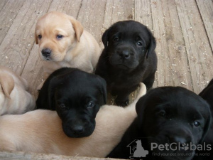 Photo №1. labrador retriever - à vendre en ville de Berlin | Gratuit | Annonce №126737