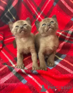 Photo №1. burmese - à vendre en ville de Austkhoizer | négocié | Annonce № 173715