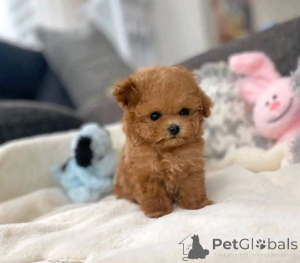 Photo №3. TEACUP-Maltipoo-welpen zur adoption. Allemagne