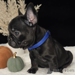 Photo №2 de l'annonce № 157837 de la vente bouledogue - acheter à Suisse annonce privée