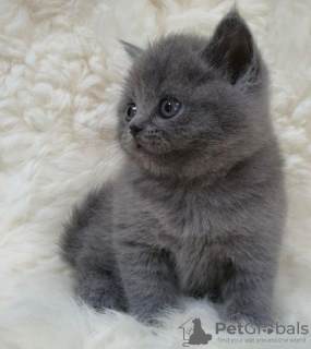 Photo №2 de l'annonce № 123542 de la vente british shorthair - acheter à Belgique 