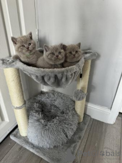 Photo №3. Chatons British Shorthair. Allemagne