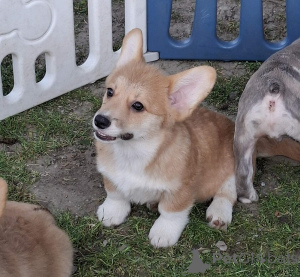 Photo №1. welsh corgi - à vendre en ville de Nouveau jardin | négocié | Annonce №168777