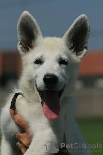 Photo №4. Je vais vendre berger blanc suisse en ville de Šabac. éleveur - prix - négocié