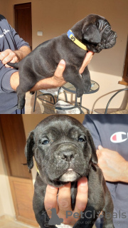 Photos supplémentaires: Chiots Cane Corso à vendre