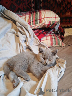 Photo №1. british shorthair - à vendre en ville de Alsdorf | 380€ | Annonce № 166201