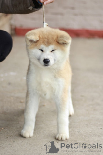 Photo №4. Je vais vendre akita (chien) en ville de Belgrade.  - prix - négocié