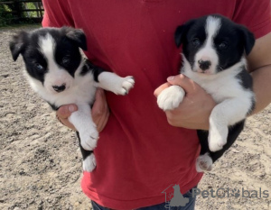 Photo №1. border collie - à vendre en ville de Stockholm | 237€ | Annonce №117973