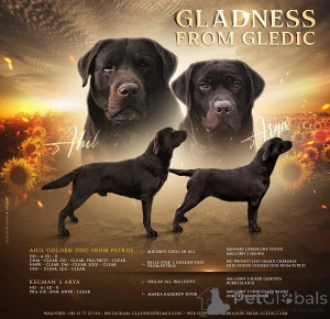 Photo №3. Chiots Labrador brun. Serbie