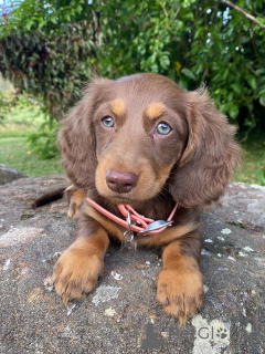 Photo №1. teckel - à vendre en ville de Valmadonna | négocié | Annonce №158456