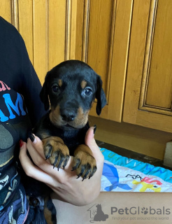 Photo №2 de l'annonce № 63948 de la vente dobermann - acheter à USA 