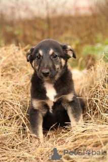 Photo №4. Je vais vendre chien bâtard en ville de Москва. annonce privée - prix - Gratuit