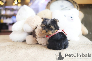 Photo №4. Je vais vendre yorkshire terrier en ville de Colorado City. éleveur - prix - 285€
