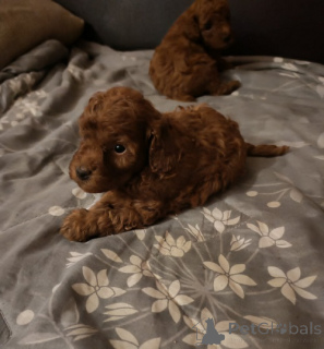 Photo №3. Ambalangan ayura ya caniche. Serbie