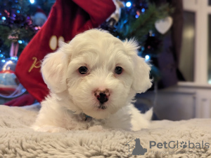 Photo №1. bichon maltais - à vendre en ville de Greensboro | 388€ | Annonce №83627