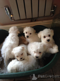 Photo №4. Je vais vendre bichon à poil frisé en ville de Delsbo. annonce privée, éleveur - prix - 600€