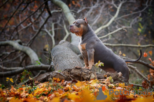 Photo №2 de l'annonce № 103417 de la vente chien bâtard - acheter à Fédération de Russie annonce privée