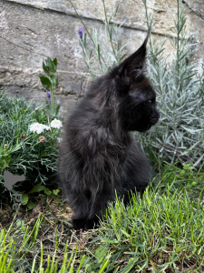 Photo №4. Je vais vendre maine coon en ville de Pyatigorsk. de la fourrière - prix - 1078€