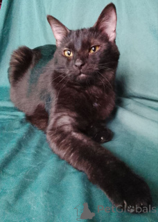 Photo №3. Sabrina cherche une maison.. Fédération de Russie