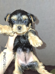 Photo №1. biewer yorkshire terrier, yorkshire terrier - à vendre en ville de Vilnius | 650€ | Annonce №160686
