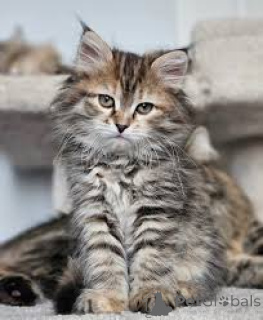 Photo №1. sibérien - à vendre en ville de Marseille | 500€ | Annonce № 165918