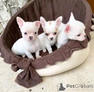 Photo №2 de l'annonce № 160943 de la vente caniche (jouet) - acheter à La finlande annonce privée, éleveur